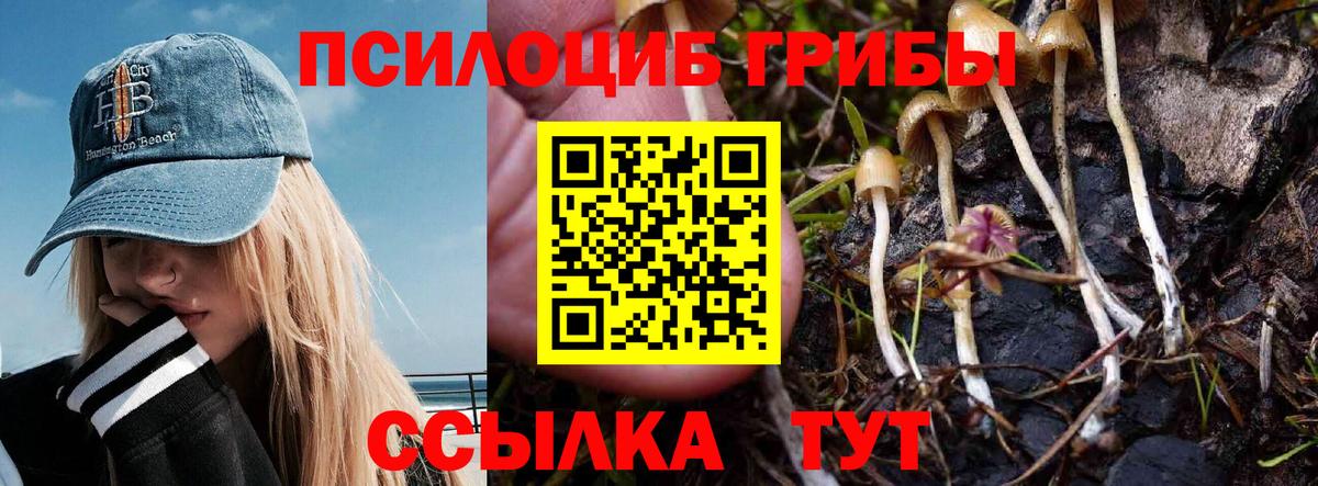 Псилоцибиновые грибы MAGIC MUSHROOMS  Вход с VPN  Павлово  Галлюциногенные грибы Psilocybe 